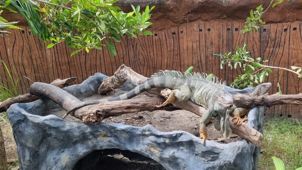 clark safari reptile